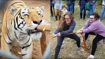 印尼巴士模拟器国产车辆模组 